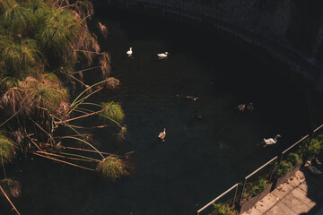 ducks at sunset in town