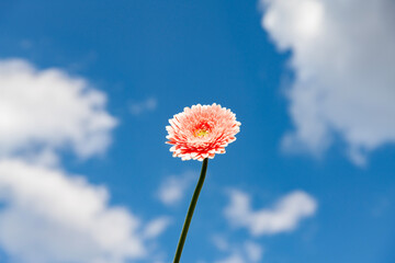 pink daisy against blue sky