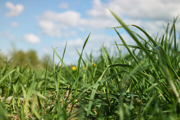 Obraz premium Spring grass in sunlight and blue sky on the background. Summer nature. Realistic picture, natural colors.