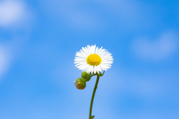 daisy against blue sky