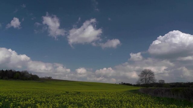 time lapse with rapeseed flowers and blue sky