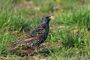 Common starling posing on meadow