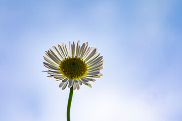 daisy against blue sky
