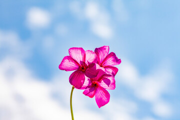 flower against blue sky