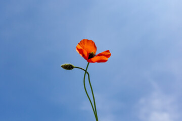 red poppy against sky