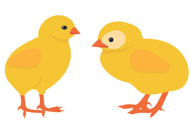 chickens flat design, isolated, vector