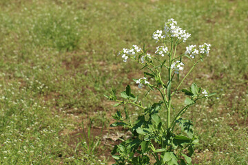 野に咲く一本の白い菜の花。右寄り
