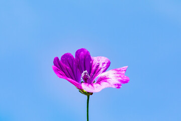 flower against blue sky