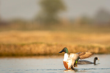 Northern shoveler or shoveller or Anas clypeata or Spatula clypeata closeup with full wingspan splashing water drops and droplet at keoladeo national park bharatpur bird sanctuary rajasthan india asia