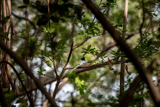 Indian paradise flycatcher or Terpsiphone paradisi or asian paradise flycatcher male bird perched on branch with long tail in natural green scenic frame at ranthambore National Park rajasthan India