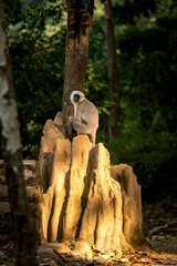 Himalayan Tarai gray langur or northern plains gray langur portrait on termite mound in natural green background at jim corbett national park forest reserve uttarakhand india - Semnopithecus ajax