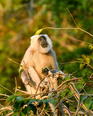 Himalayan Tarai gray langur or northern plains gray langur in natural green background with funny expression at jim corbett national park forest reserve uttarakhand india - Semnopithecus hector