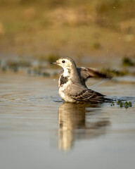 white wagtail or motacilla alba closeup or portrait bathing or splashing in puddle water at keoladeo national park or bharatpur bird sanctuary rajasthan india asia