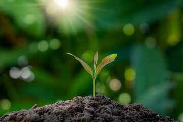 Seedlings grow from fertile soil with bright morning sunlight and a blurred green background. Concept of ecological balance and plant growth in nature.