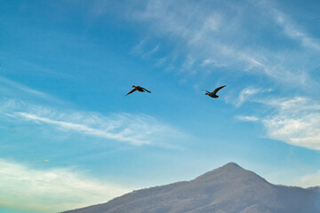 快晴の青空を、心地よく羽ばたく野生のカモの群れ