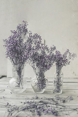 purple gypsophila dry flowers in many glass jars and bottles on a white background. art image, floral still life, vertical, selective content