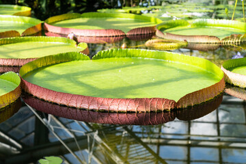Greenhouse with tropical Victoria amazonica. Pond in glasshouse with giant water lily and aquatic plants.