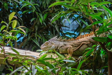 Switzerland Zurich Zoo Animal