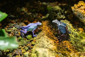 Switzerland Zurich Zoo Animal