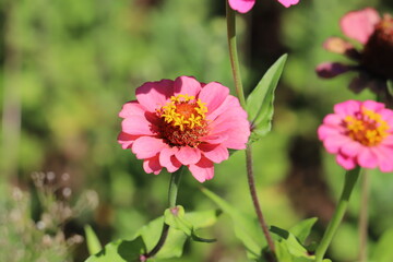 Obraz premium 日本の秋の庭に咲くヒャクニチソウのピンク色の花