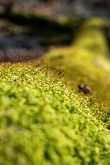 Moss in a trunk