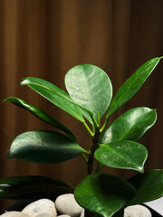 plants in pots as table decorations for the room. cute and elegance houseplant