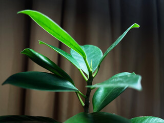 plants in pots as table decorations for the room. cute and elegance houseplant