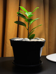 plants in pots as table decorations for the room. cute and elegance houseplant