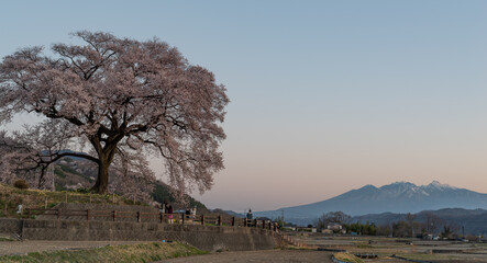 わに塚の桜　山梨県