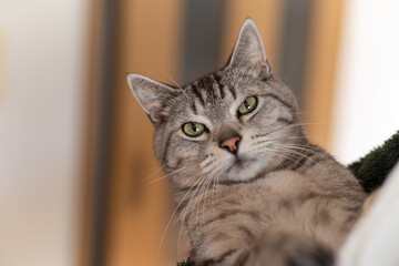 Fototapeta premium 猫を抱く サバトラ猫
