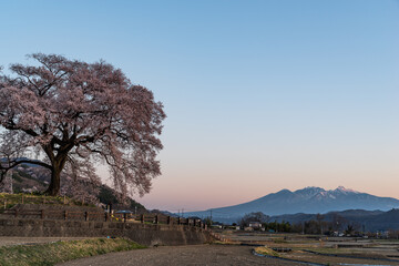 わに塚の桜　山梨県
