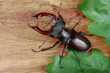 Male stag beetle (Lucanus cervus) on wood texture background.