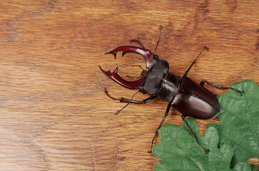 Male stag beetle (Lucanus cervus) on wood texture background.