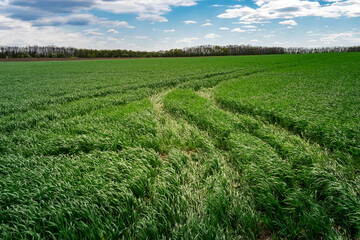 Naklejka premium Green wheat field and countryside scenery