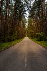 Fototapeta na wymiar path through the pine forest, nature background