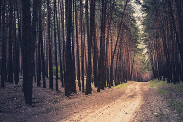 path through the pine forest, nature background