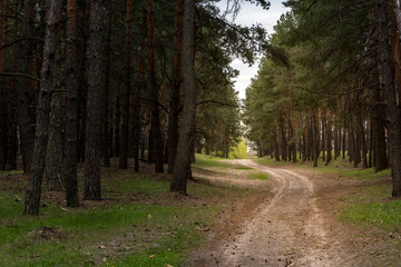 path through the pine forest, nature background