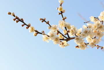 快晴の春の日に、満開の白梅が咲いている美しい風景