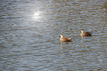 快晴の春の日に、水面でゆったりと泳ぐカモのつがい