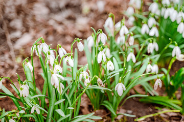 White spring snowdrops, the first flowers after winter. Natural background of flowers
