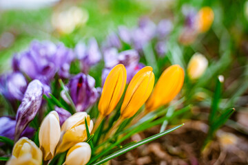 Purple spring snowdrops, crocuses, the first flowers after winter. Natural background of flowers