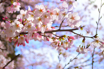 桜2