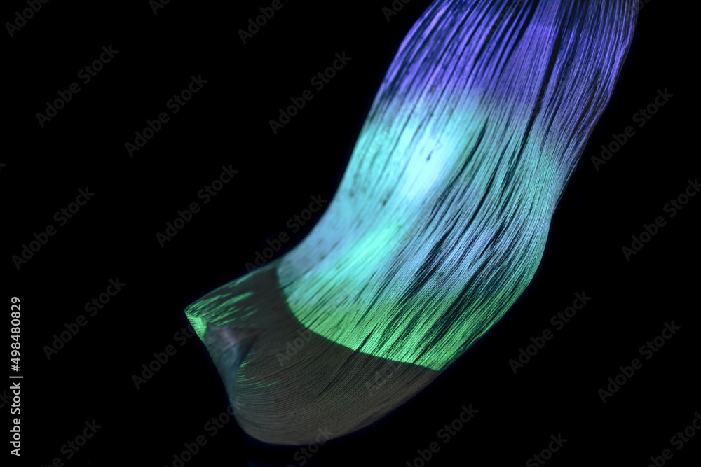 Poster close up beautiful leaf in multicoloured neon light on a black. minimalism retro style concept. back