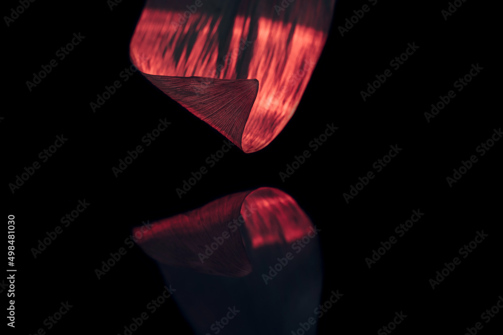 Fototapete close up beautiful leaf in multicoloured red light on a black. minimalism retro style concept. backg