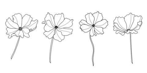 Line art cosmos flower illustration vector on white background