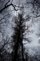 Looking up at tree branches