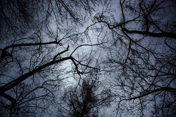 Looking up at tree branches