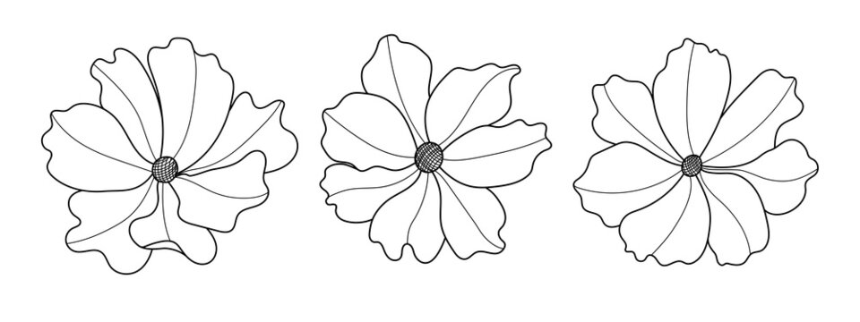 Line art cosmos flower illustration vector on white background