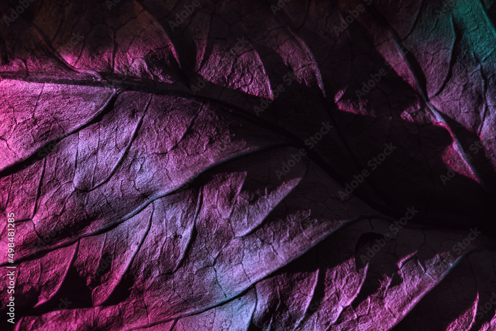 Fototapete close up beautiful abstraction leaf texture in purple neon light. minimalism retro style concept. ba