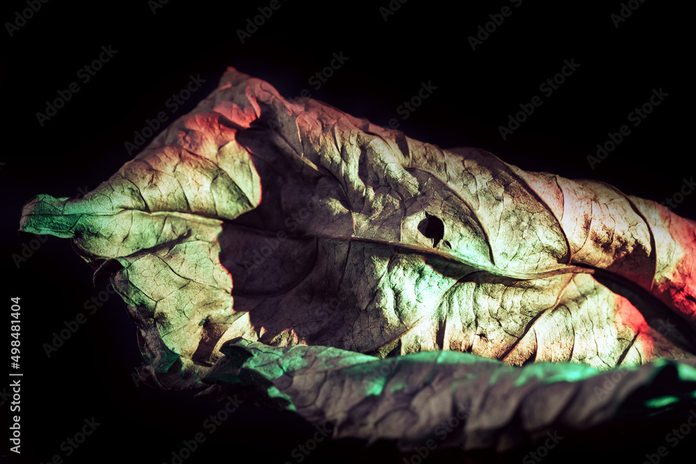 Aufkleber beautiful abstract leaf in neon light. minimalism modern style concept. background pattern for desig